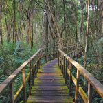 Lekki Conservation Centre